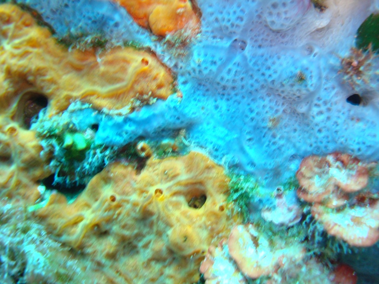 Spirastrella cunctatrix e Phorbas tenacior